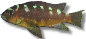 Näsets Ciklidhobby Pseudotropheus crabro ciklid 7–9 cm mörk