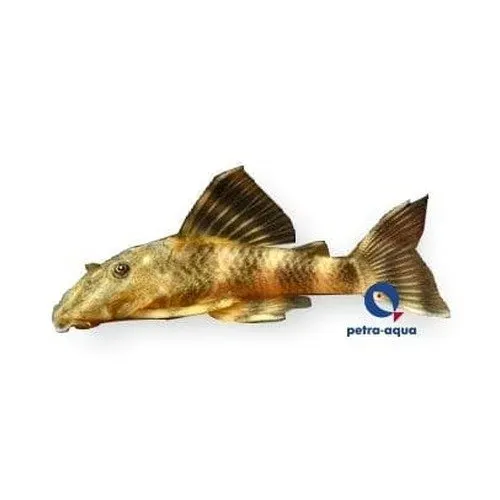 Näsets Ciklidhobby L103 Peckoltia mal Venezuela 10–12 cm