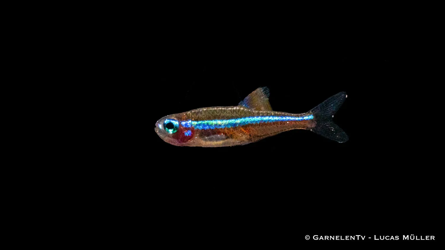 Garnelen TV Blå neon neontetra Paracheirodon stimfisk