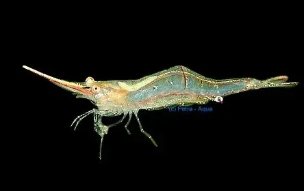 Näsets Ciklidhobby Caridina red nose räka 1–1,5 cm Pinockio