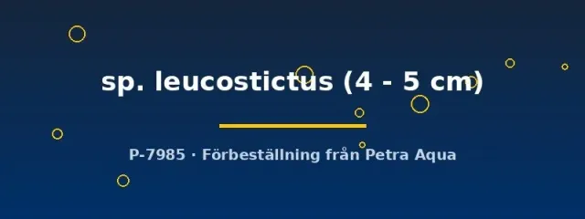 Näsets Ciklidhobby Ancistrus leucostictus mal 4–5 cm algätare