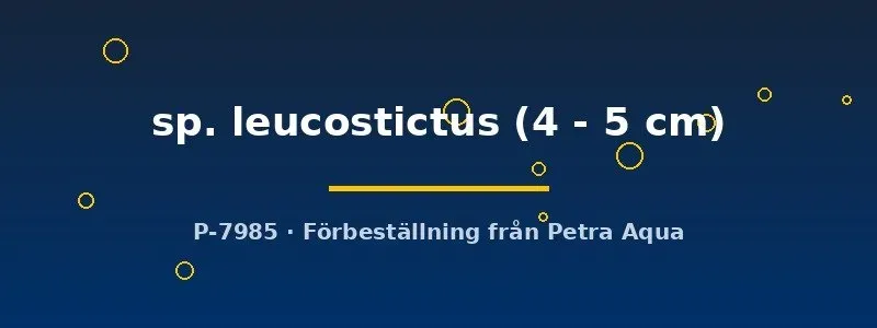 Näsets Ciklidhobby Ancistrus leucostictus mal 4–5 cm algätare