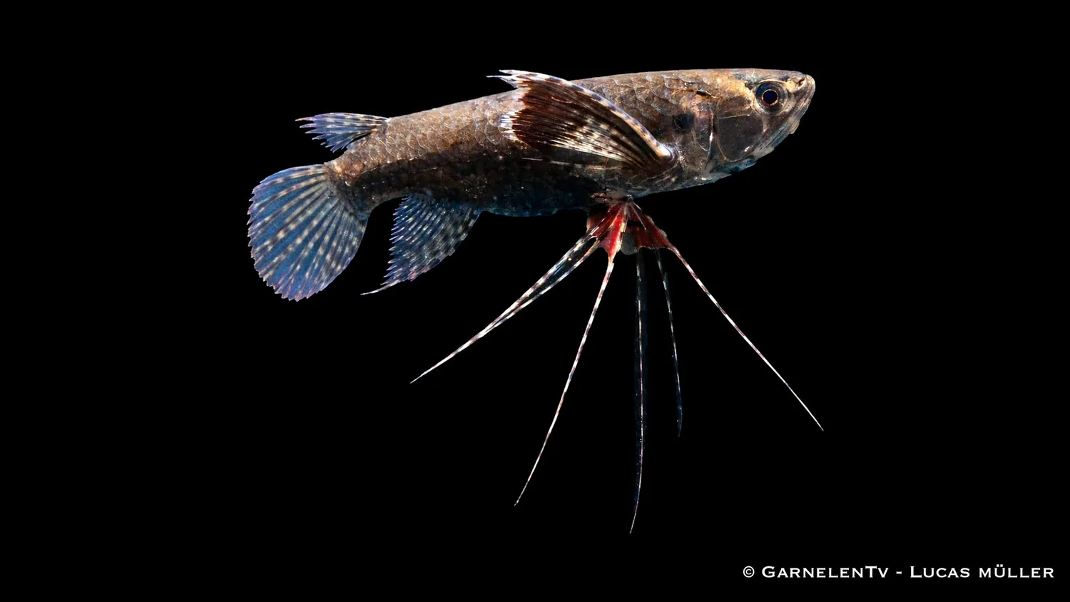 Garnelen TV Pantodon buchholzi akvariefisk ytfisk brun