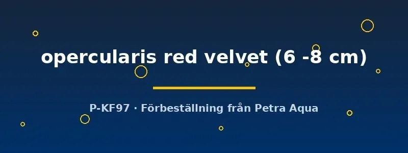 Näsets Ciklidhobby Macropodus opercularis red velvet paradisfisk 6–8 cm