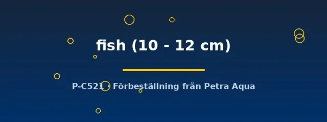 Bait fish foderfisk akvariefisk 10-12 cm