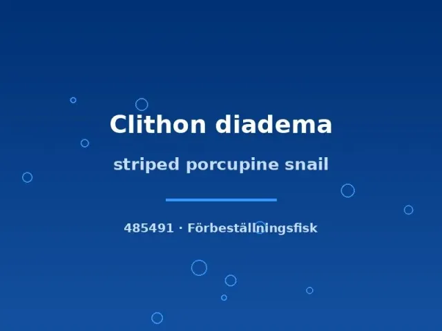 Näsets Ciklidhobby Clithon diadema snäcka sm taggig algätare