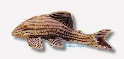 Näsets Ciklidhobby L027 Panaque nigrolineatus mal 8–9 cm vedätare