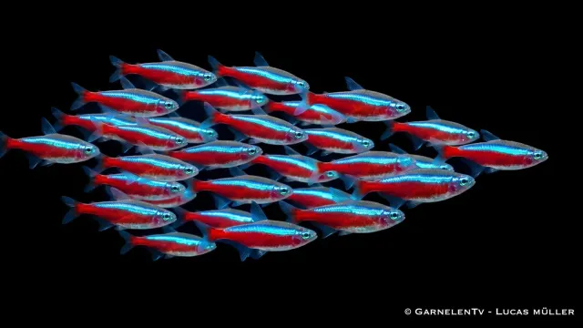 Garnelen TV röd neon 30-pack akvariefisk stim