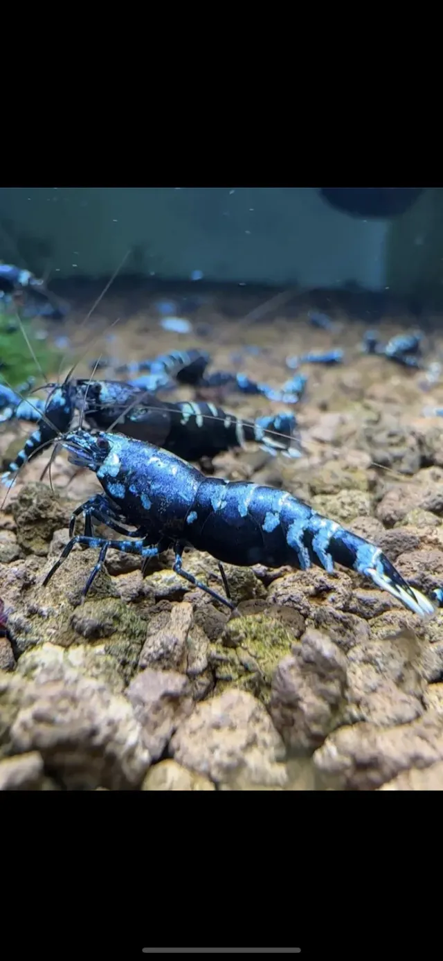 Näsets Ciklidhobby Caridina Purple Nanashi akvarieräka metallic