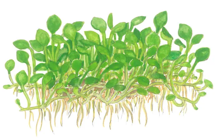 Akvarievalvet Marsilea Crenata akvarieväxt matta
