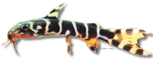 Näsets Ciklidhobby Synodontis brichardi mal 4–5 cm