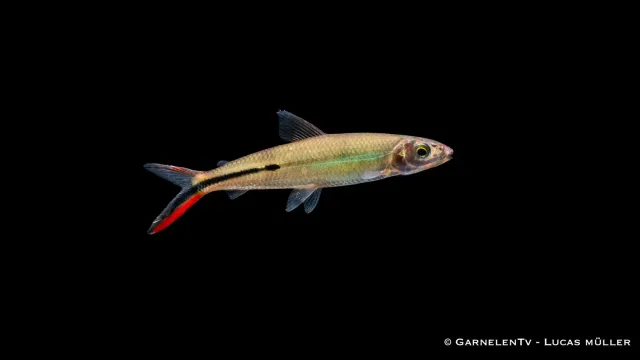 Garnelen TV Hemiodus gracilis fjädersalmlare 7 cm