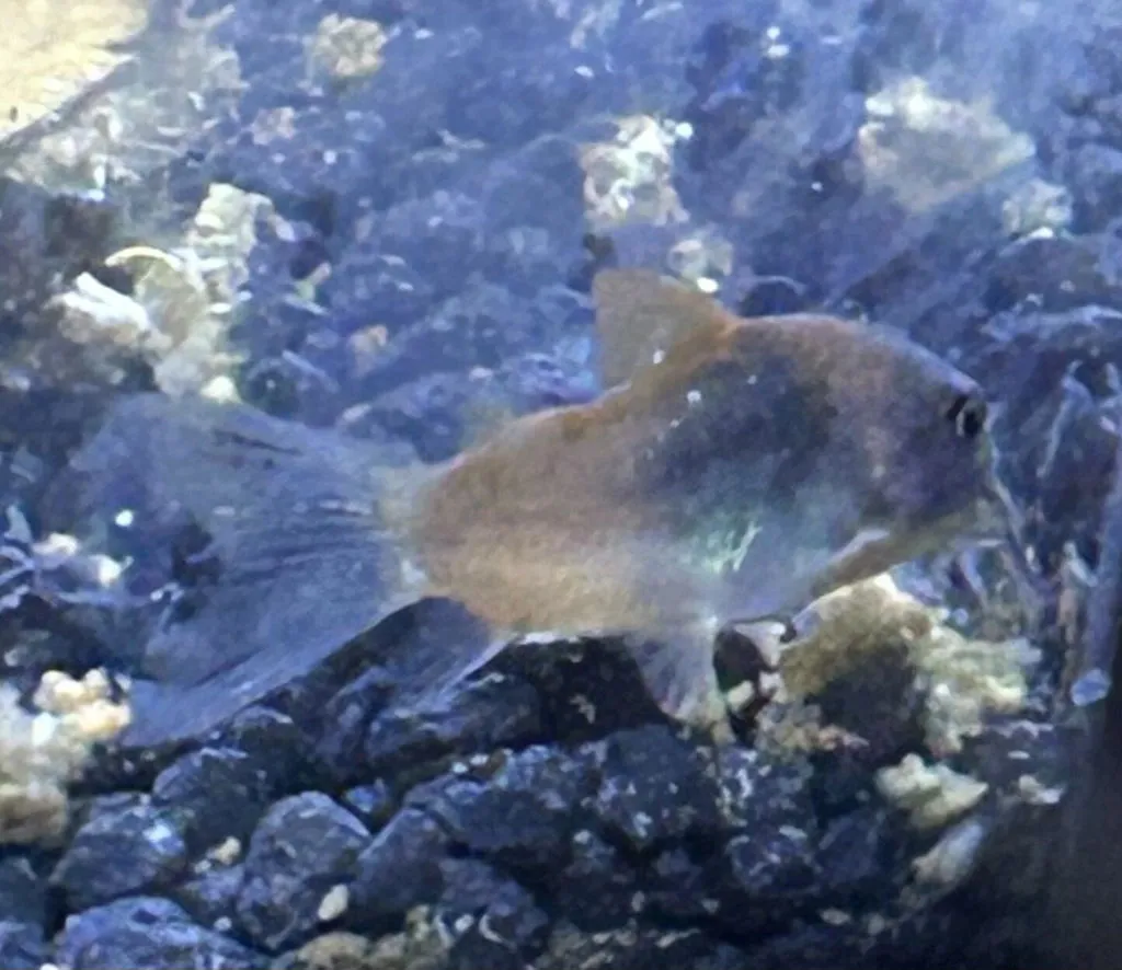 Garnelen TV Corydoras venezuelanus pansarmal orange