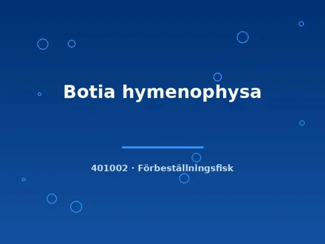 Näsets Ciklidhobby Botia hymenophysa bottenfisk 4–6 cm