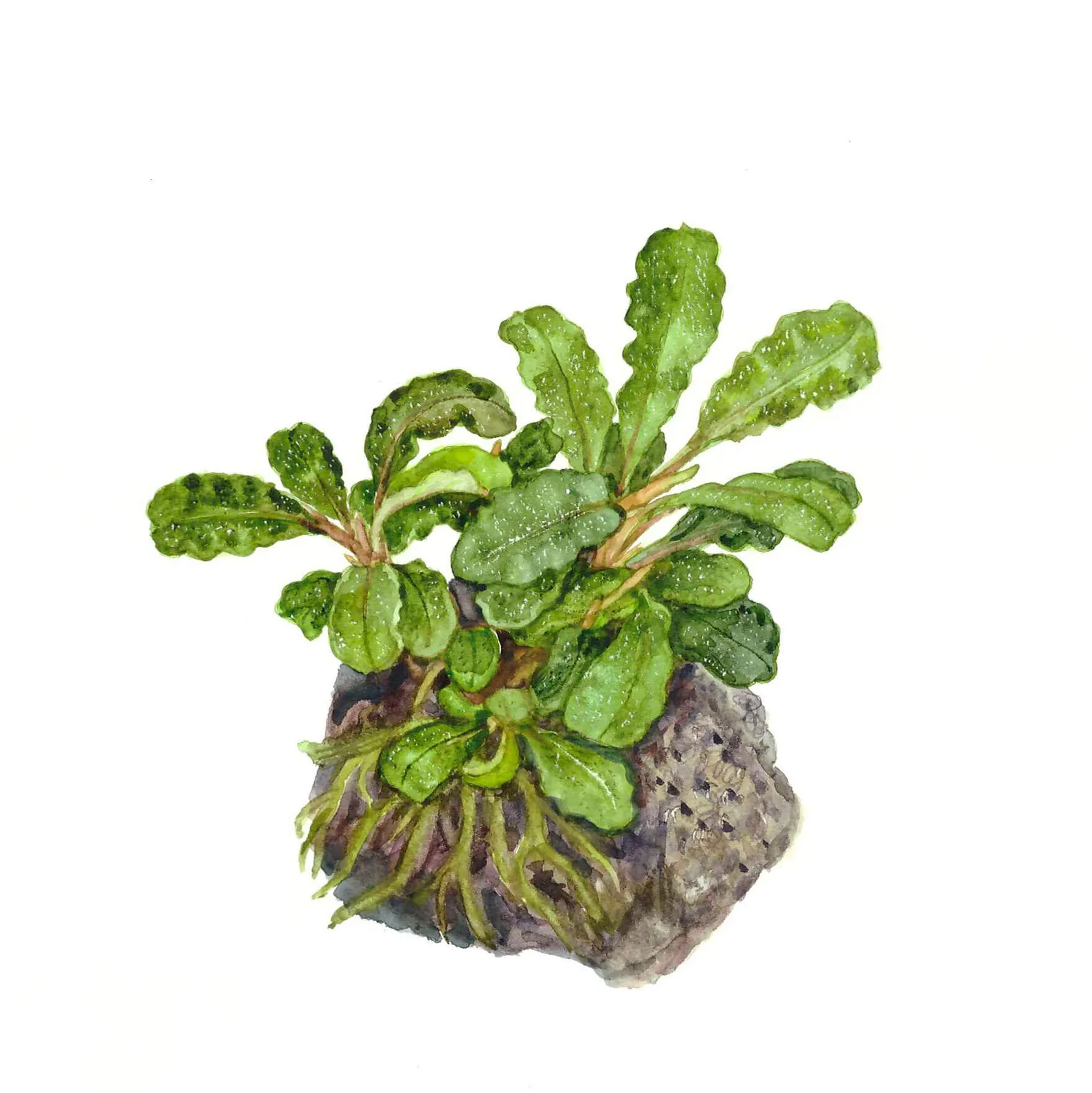 Akvarievalvet Bucephalandra Bukit Kelam akvarieväxt