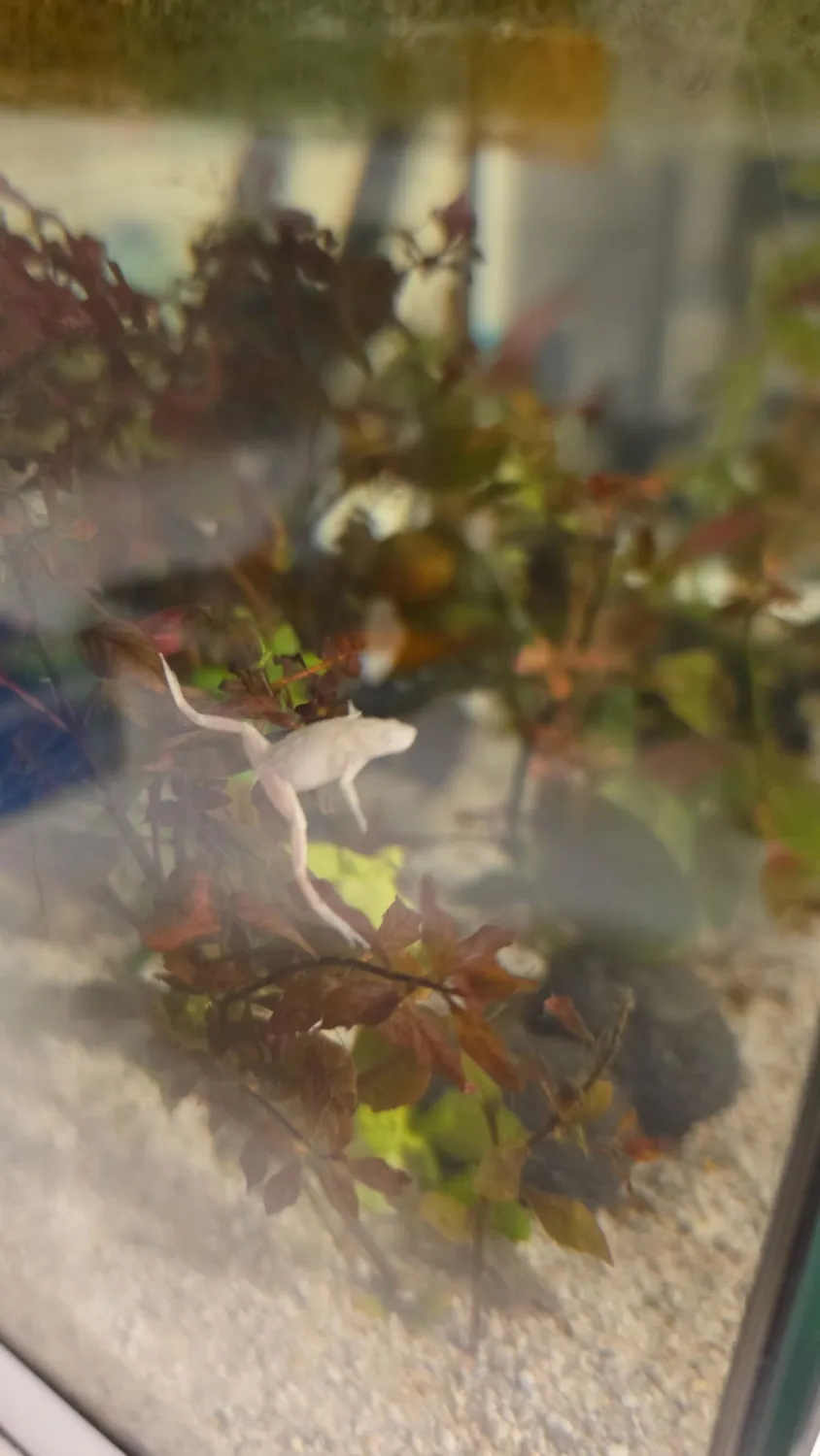 Garnelen TV Dvärgklokgroda guld albino akvariegroda