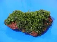 Näsets Ciklidhobby mossa på rot 10 cm akvarieväxt