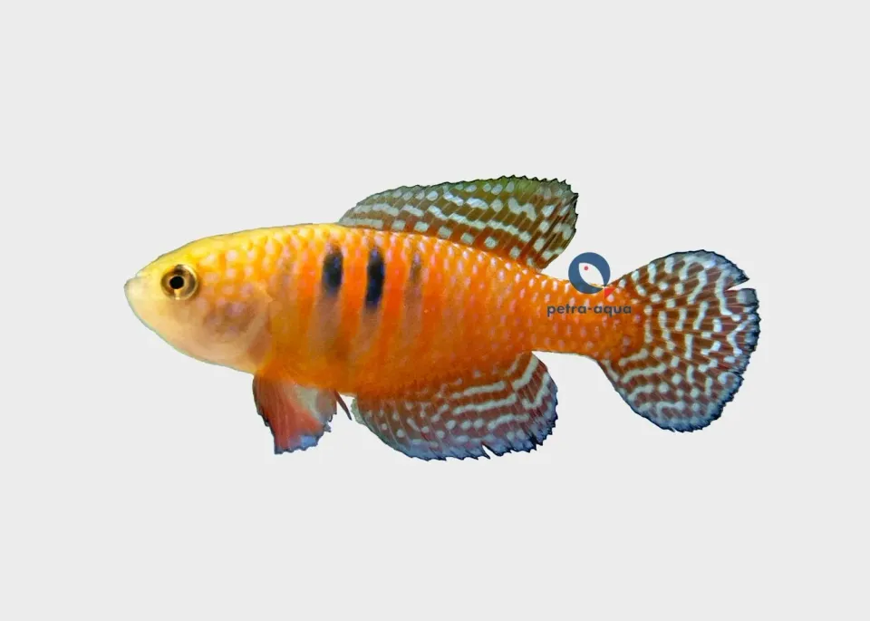 Näsets Ciklidhobby Simpsonichthys picturatus killifisk 3–4 cm
