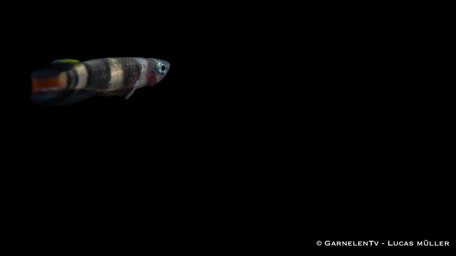 Garnelen TV Ringelhechtling Epiplatys annulatus killifisk