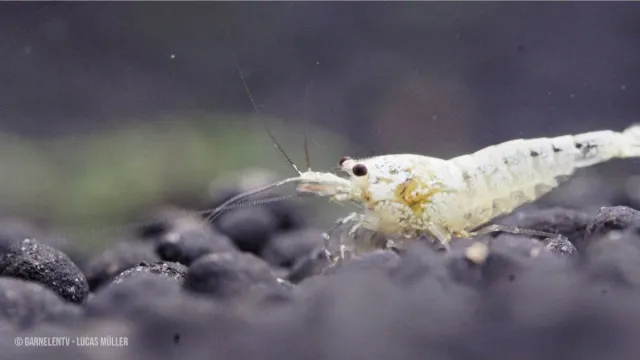 Garnelen TV Snow White Bee räka Caridina logemanni vit