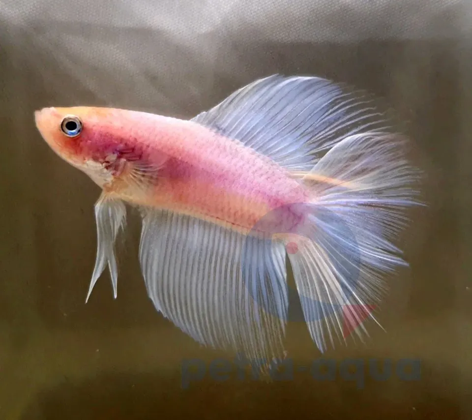 Näsets Ciklidhobby Betta spl. double tail white kampfisk XL hane