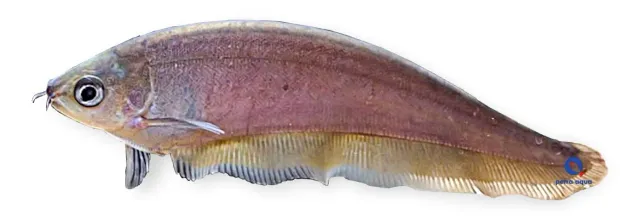 Näsets Ciklidhobby Xenomystus nigri knivfisk 10 cm