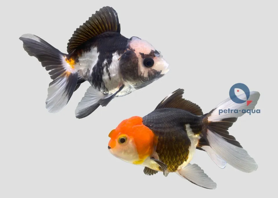 Näsets Ciklidhobby Carassius auratus Oranda guldfisk 6-7 cm multi