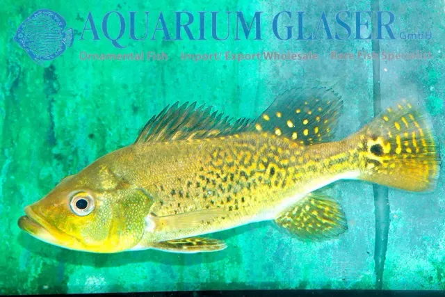Näsets Ciklidhobby Cichla kelberi Golden Bat rovfisk 4–6 cm