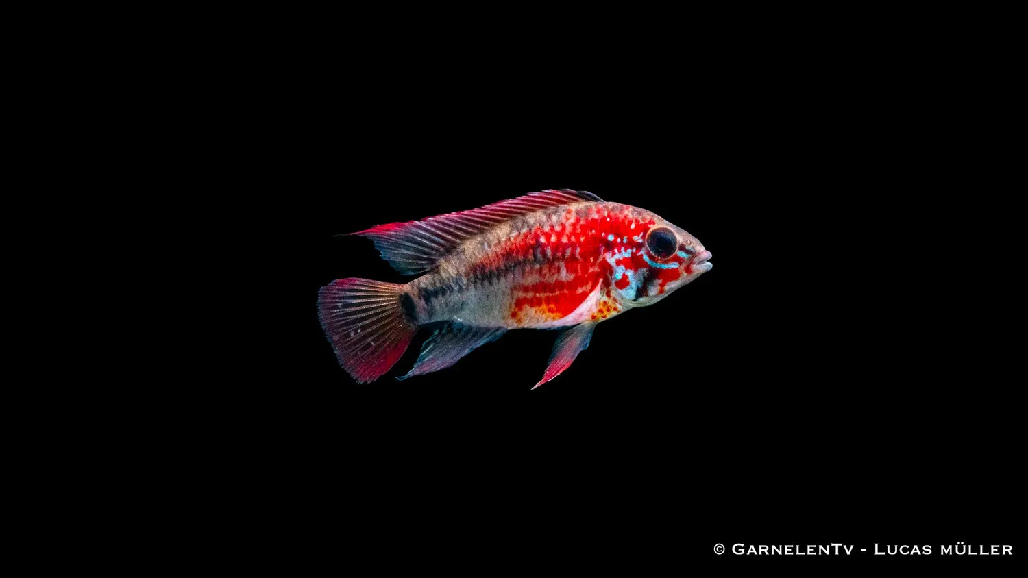 Garnelen TV Apistogramma macmasteri dvärgciklid