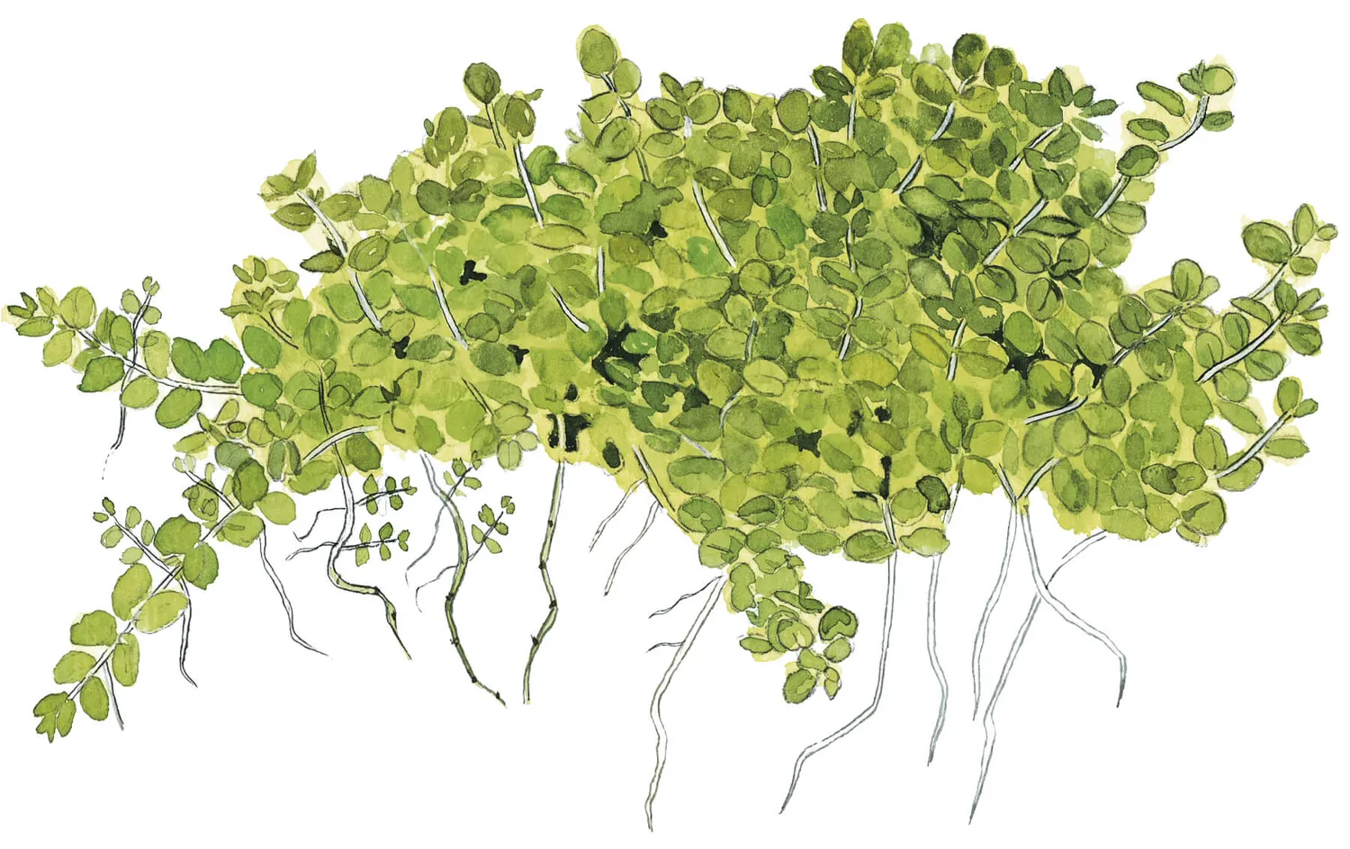 Akvarievalvet Hemianthus callitrichoides Cuba akvarieväxt förgrund