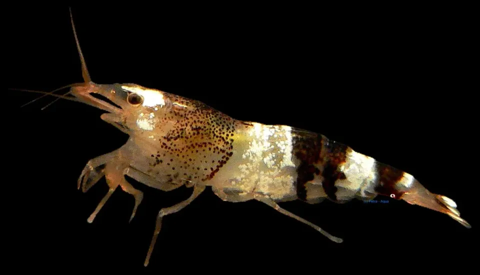 Caridina Black White crystal akvarieräka 1–1,5 cm