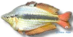 Näsets Ciklidhobby Western Rainbowfish regnbågsfisk 4–5 cm stim