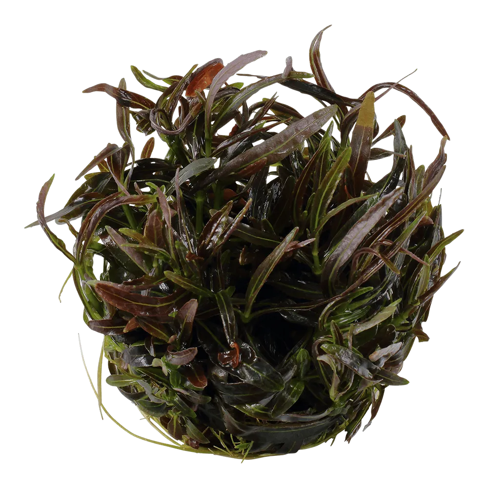 Akvarievalvet Hygrophila lancea Araguaia akvarieväxt röd