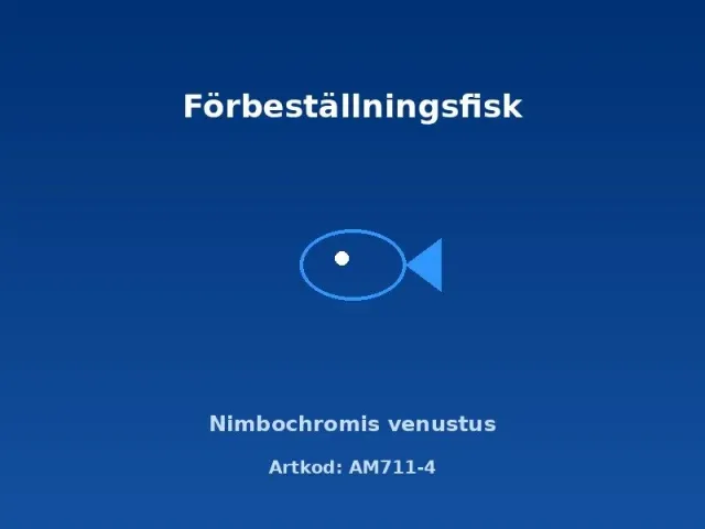 Näsets Ciklidhobby Nimbochromis venustus malawiciklid 7-8 cm