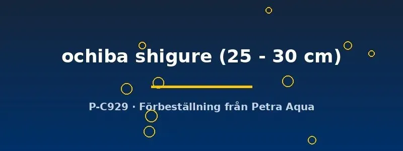 Näsets Cyprinus koi ochiba shigure dammfisk 25–30 cm grå