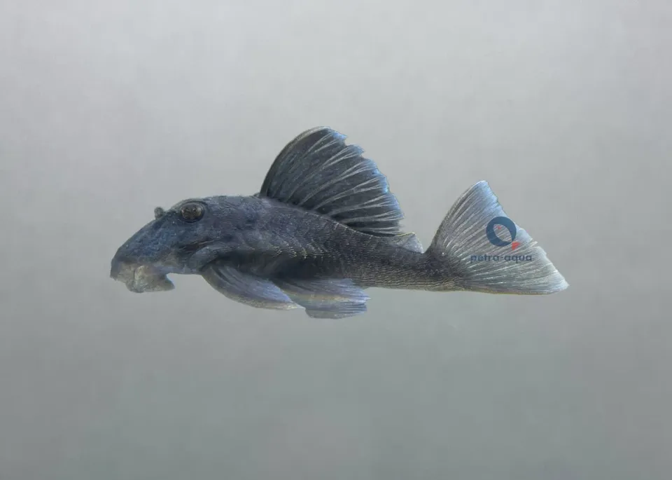 L239 Panaque blue fin mal 6–8 cm sugmal