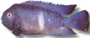 Neetroplus nematopus ciklid akvariefisk 5–6 cm robust