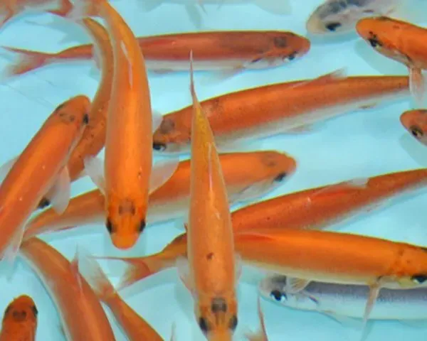Näsets Ciklidhobby Leuciscus idus Gold/Blue id dammfisk