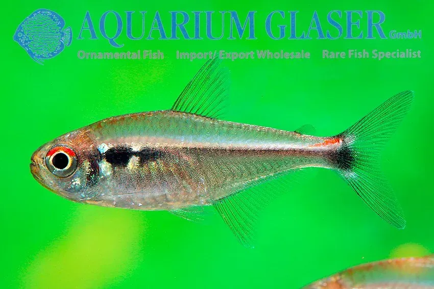 Näsets Ciklidhobby Hyphessobrycon montagi tetra md