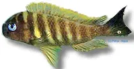 Näsets Ciklidhobby Tropheus brichardi kipilli ciklid 6-8 cm
