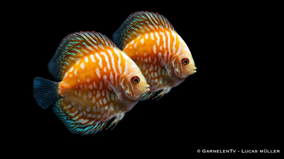 Garnelen TV Pigeon Yellow diskus 7-8 cm