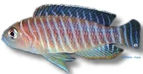 Näsets Ciklidhobby Lamprologus similis snäckciklid 2,5–3 cm