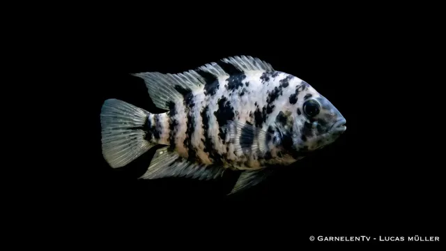 Garnelen TV Amatilapia nigrofasciata Marbled ciklid sällsynt