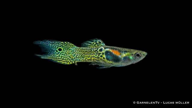 Garnelen TV Endler Green Snake guppy hane grön