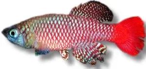 Näsets Ciklidhobby Palmqvists notho killifisk 2,5–3,5 cm