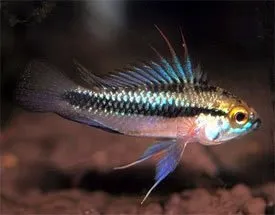 Näsets Ciklidhobby Apistogramma trifasciata akvariefisk Sydamerika