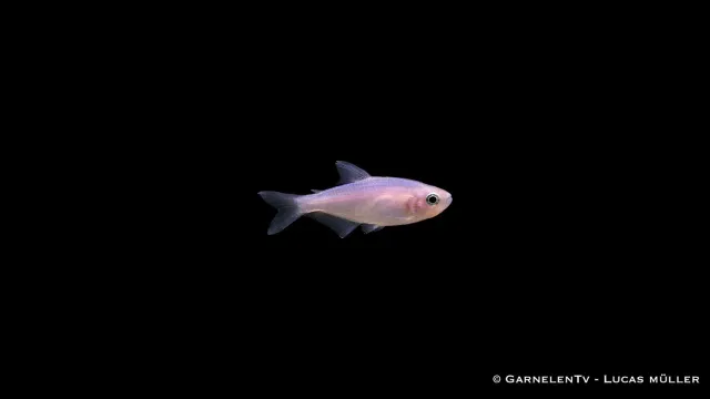 Garnelen TV Inpaichthys kerri kungstetra purple white stimfisk