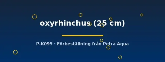 Näsets Ciklidhobby Himantura oxyrhinchus rocka 25 cm storvuxen