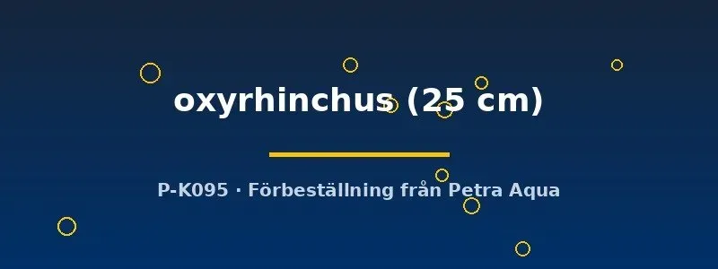 Näsets Ciklidhobby Himantura oxyrhinchus rocka 25 cm storvuxen