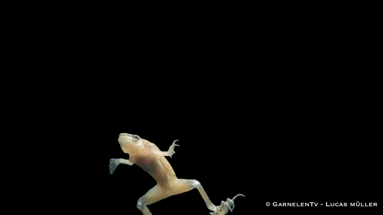 Garnelen TV Dvärgklokgroda guld albino akvariegroda